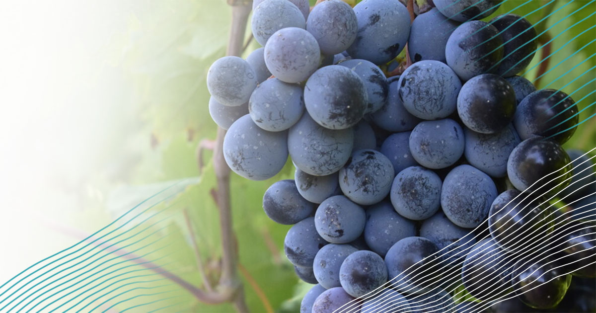 Wineries vineyards umpqua bank